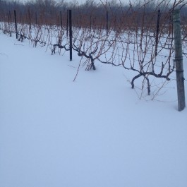 Grapevine Hardiness & Using the USDA Cold Hardiness Zone Maps