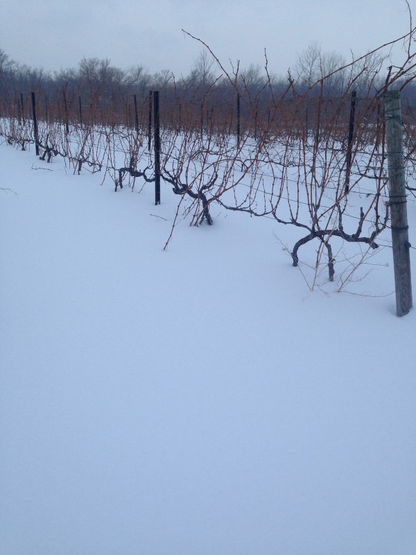 Grapevine Hardiness & Using the USDA Cold Hardiness Zone Maps