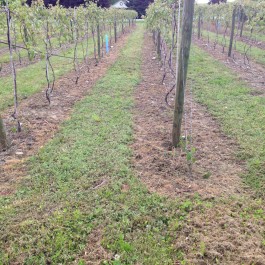 Vineyard Weed Control: Managing Weeds in Vineyards