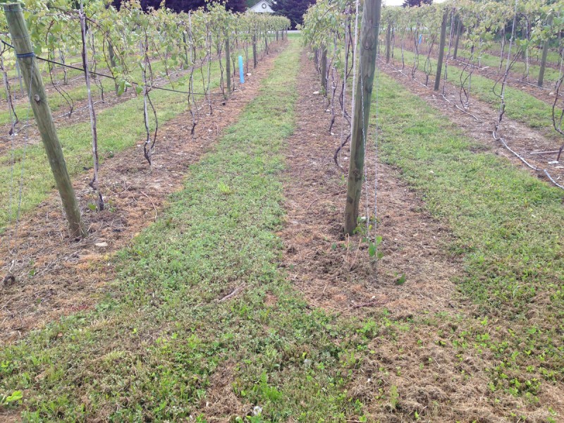 Vineyard Weed Control: Managing Weeds in Vineyards