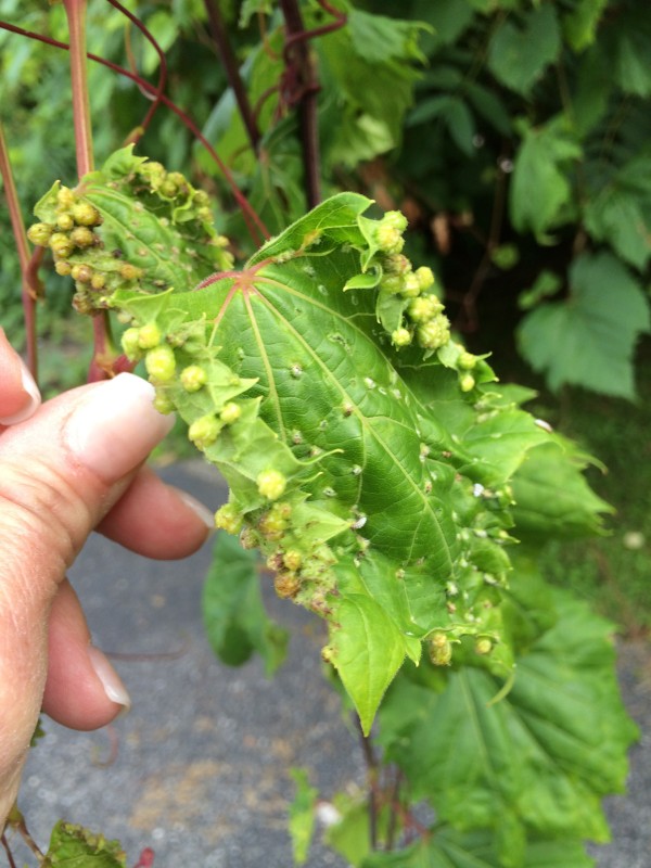 Phylloxera Grape Vine Disease - Aerial or Foliar Form