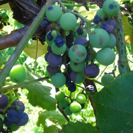 Wet Weather Brings High Disease Pressure to Vineyards - vineyard diseases