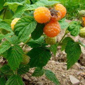 Anne Yellow Raspberries (Everbearing)