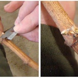 Grape Vine Winter Care - Assessing Winter Injury in Grapevines