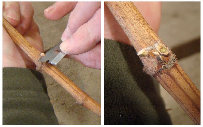 Grape Vine Winter Care - Assessing Winter Injury in Grapevines