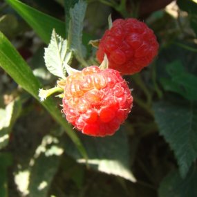 Encore Red Raspberries