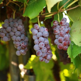 What are Growing Degree Days, and What Do They Measure?