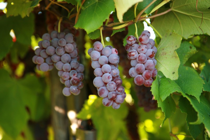 What are Growing Degree Days, and What Do They Measure?