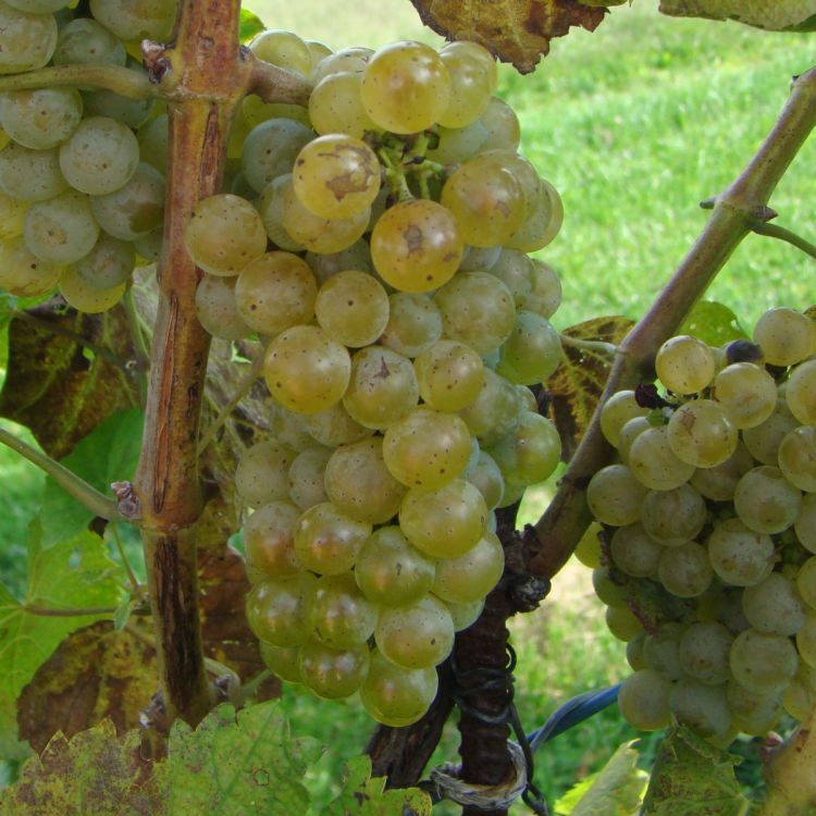 Buy Albarino Grapevines