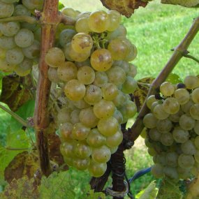 Alvarinho (Albariño) - Grafted