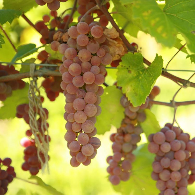 Buy Alpenglow Grapevines