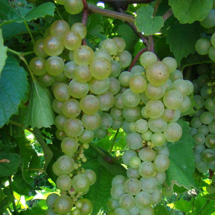 Buy Aurore Grapevines