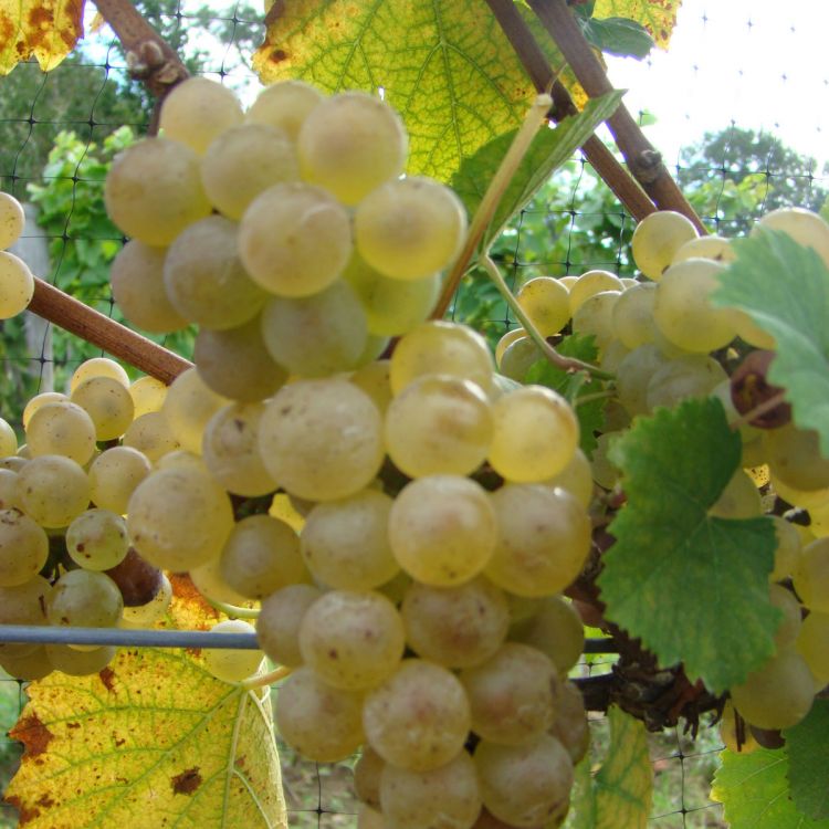 Buy Auxerrois Grapevines
