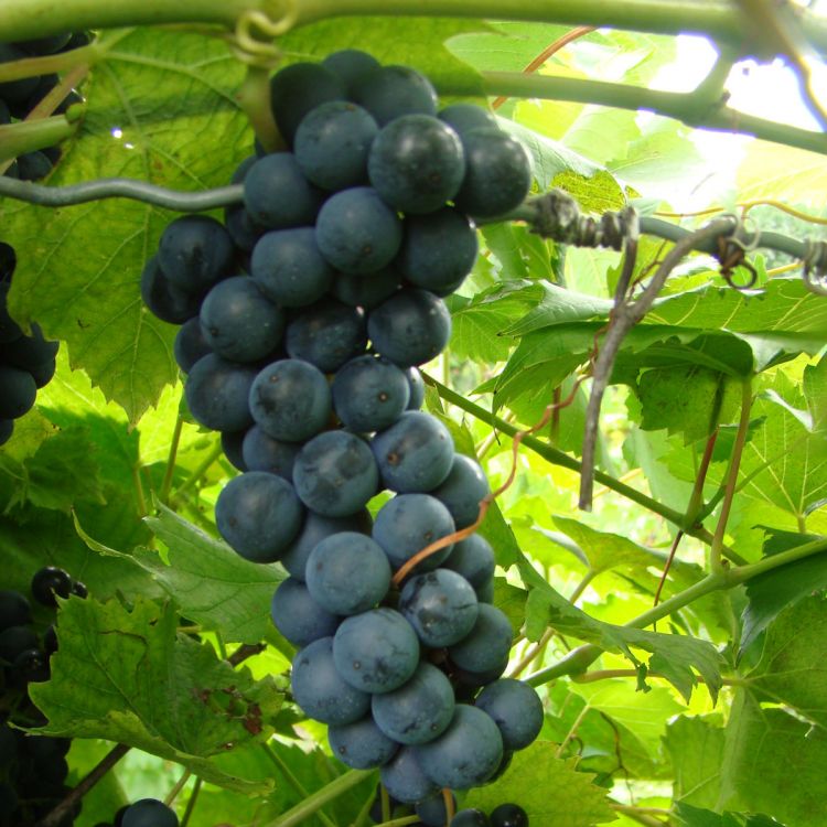 Buy Baco Noir Grapevines