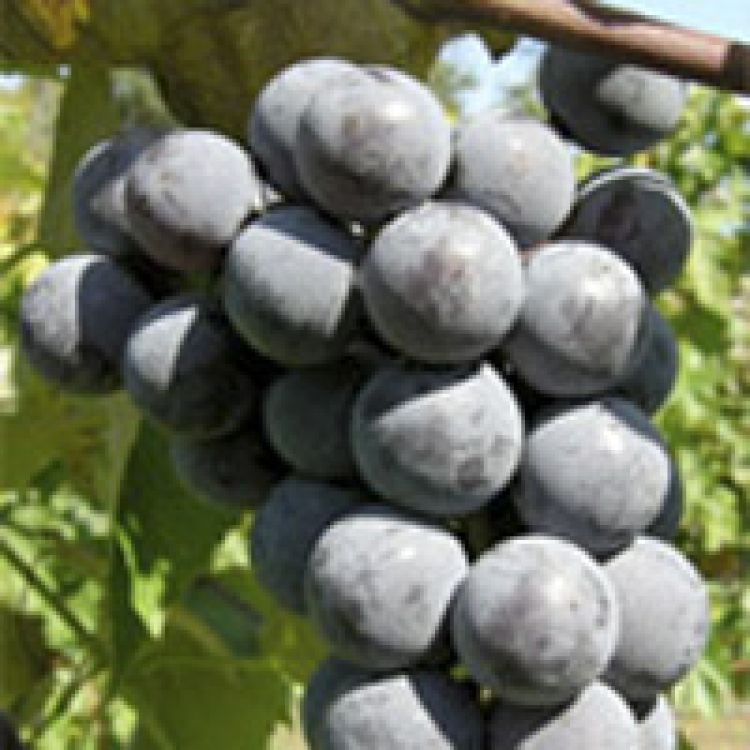 Buy Bluebell Grapevines