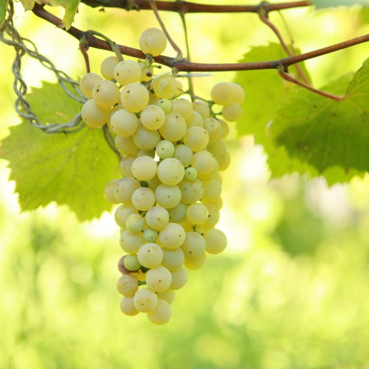 Buy Brianna Grapevines