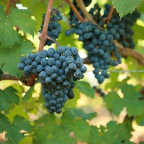 Cabernet Franc - Grafted