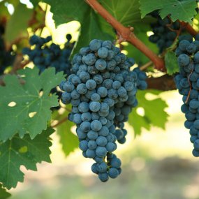Cabernet Sauvignon - Grafted
