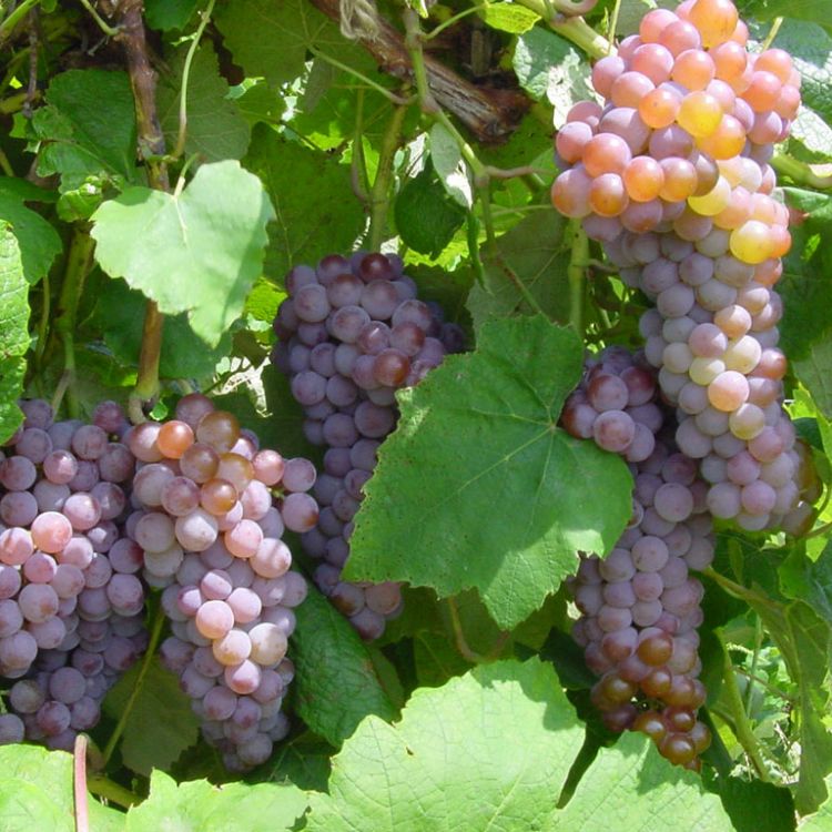 Buy Canadice Grapevines