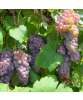 Buy Canadice Grapevines