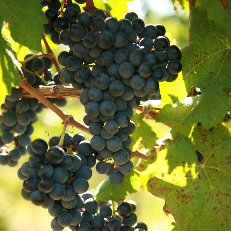 Buy Carmen_re Grapevines