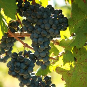 Carmenère - Grafted