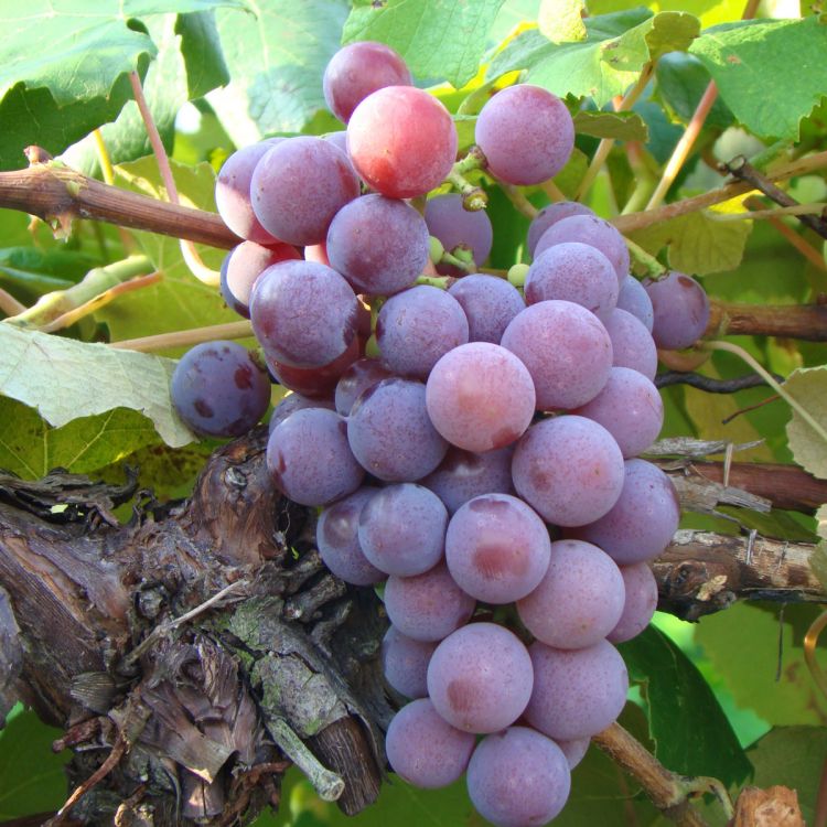 Buy Catawba Grapevines