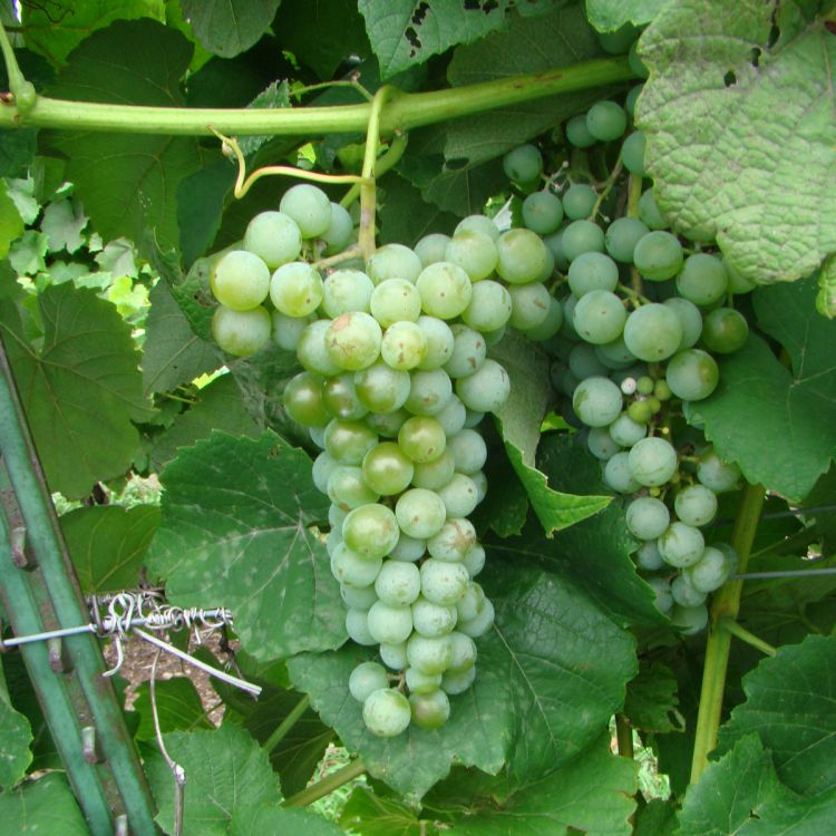 Buy Cayuga White Grapevines