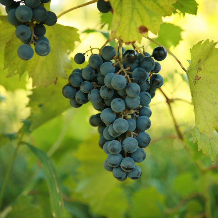 Buy Chambourcin Grapevines