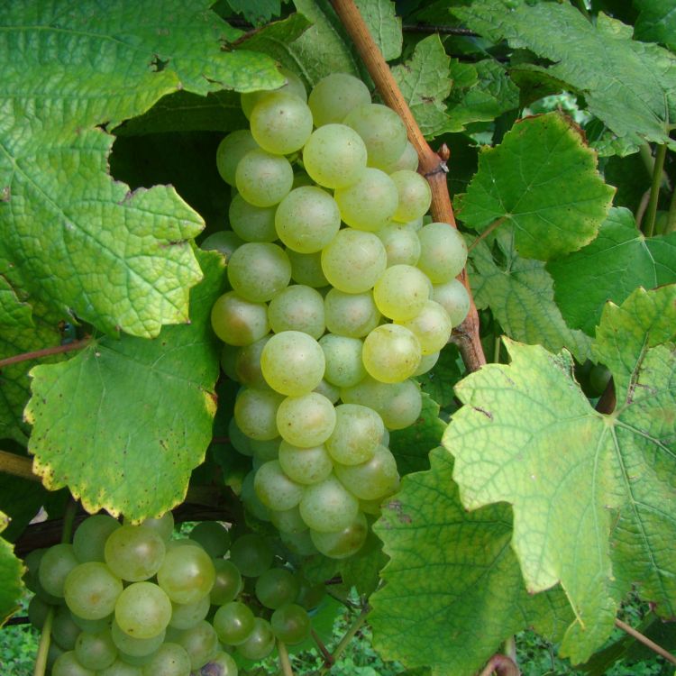 Buy Chardonnay Grapevines