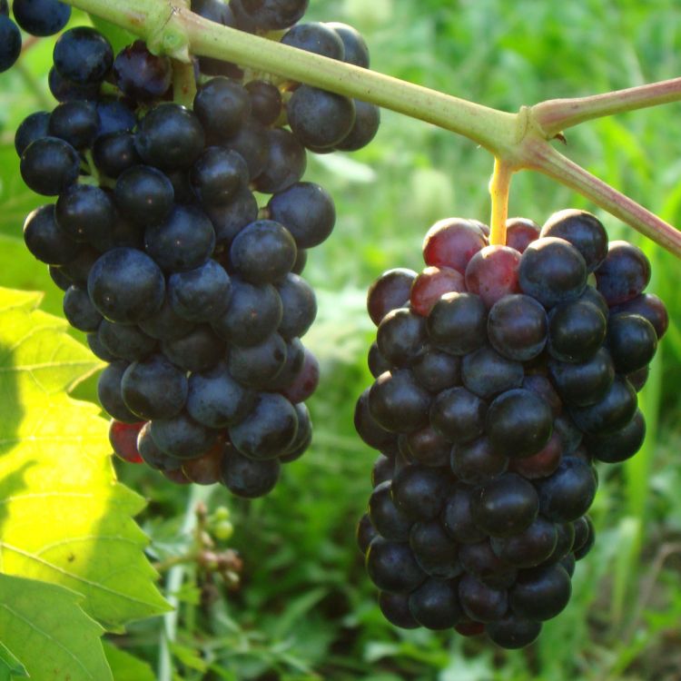 Buy Chelois Grapevines