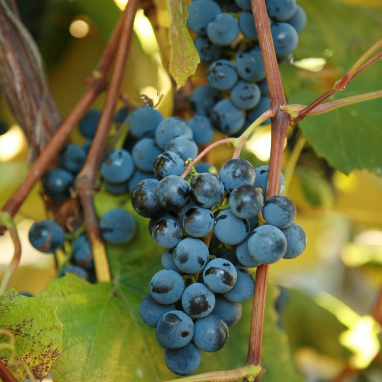 Buy Concord Grapevines