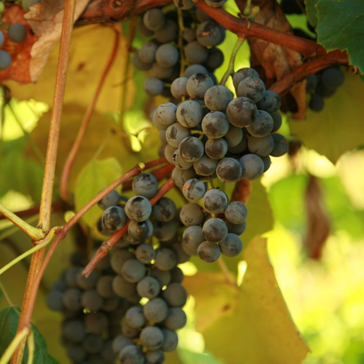 Buy Concord Seedless Grapevines