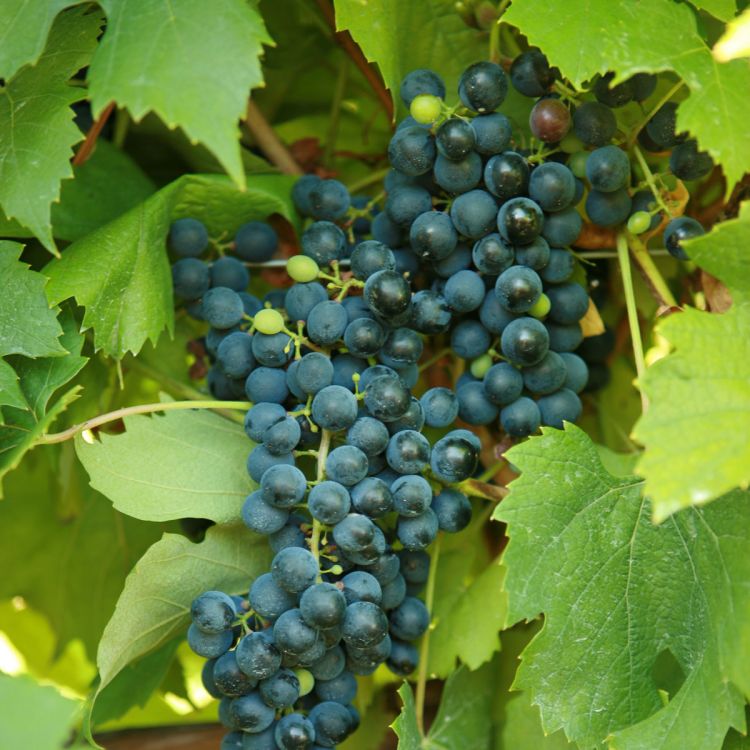 Buy Corot Noir Grapevines