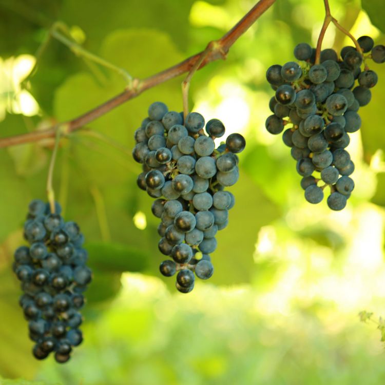 Buy Norton (Cynthiana) Grapevines