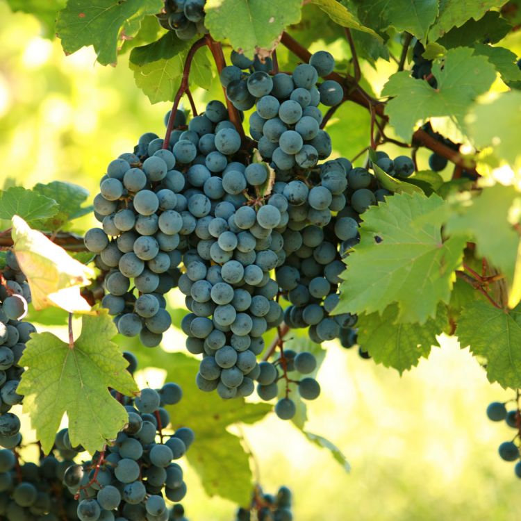 Buy DeChaunac Grapevines