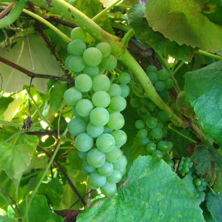 Buy Diamond Grapevines