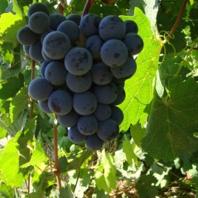 Dornfelder - Grafted