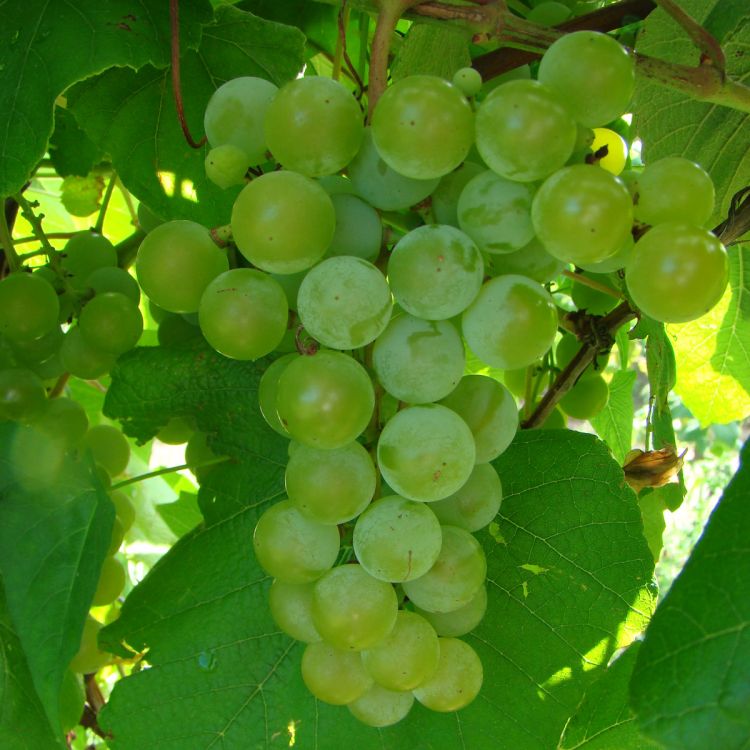 Buy Edelweiss Grapevines