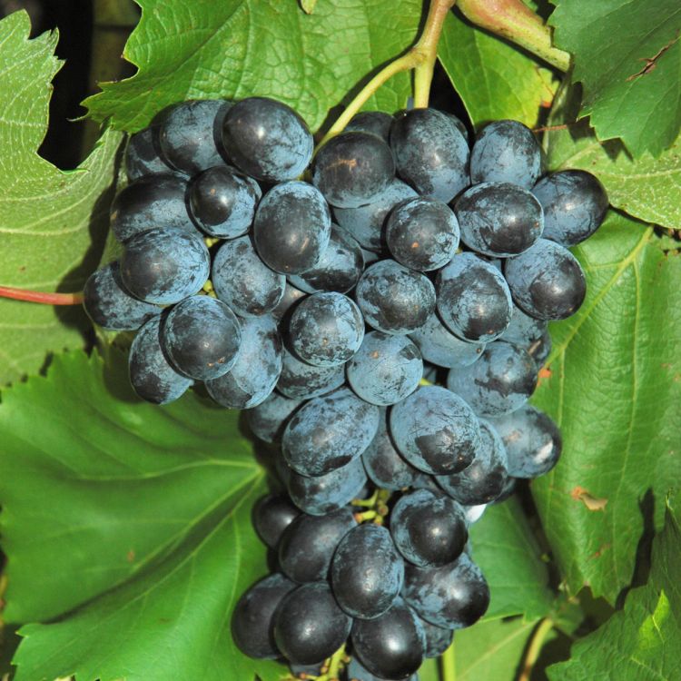 Buy Faith Grapevines