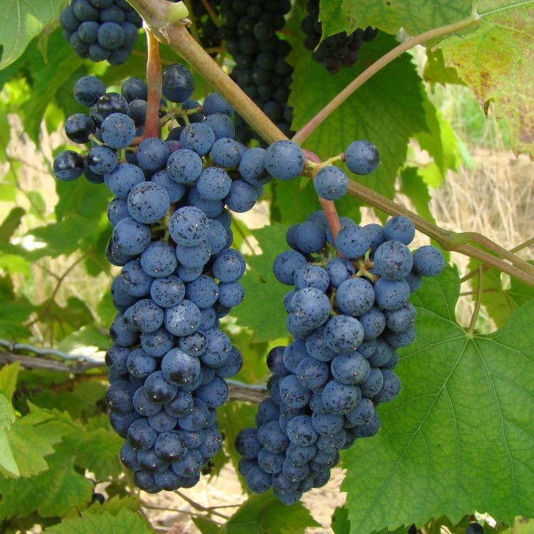 Buy Mar_chal  Foch Grapevines