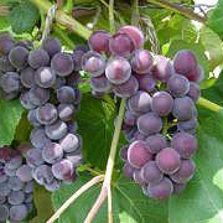 Buy Fredonia Grapevines