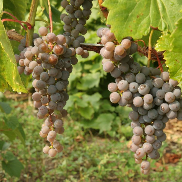Buy Frontenac Gris Grapevines
