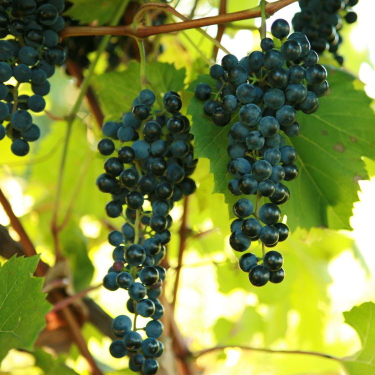 Buy Frontenac Grapevines