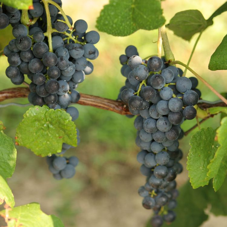 Buy Glenora Grapevines