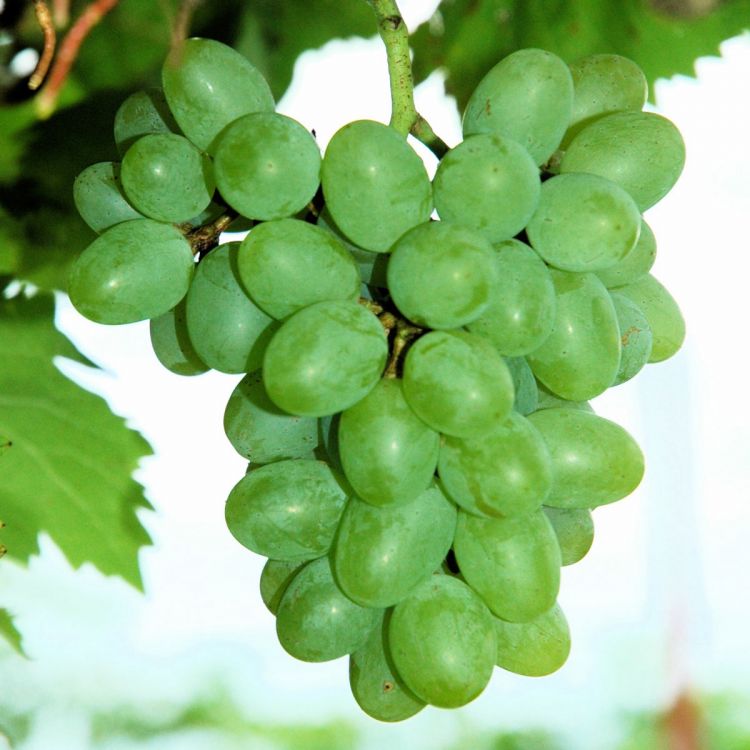 Buy Gratitude Grapevines