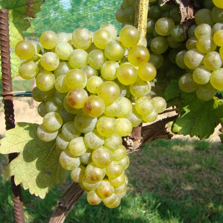 Buy Gruner  Veltliner Grapevines