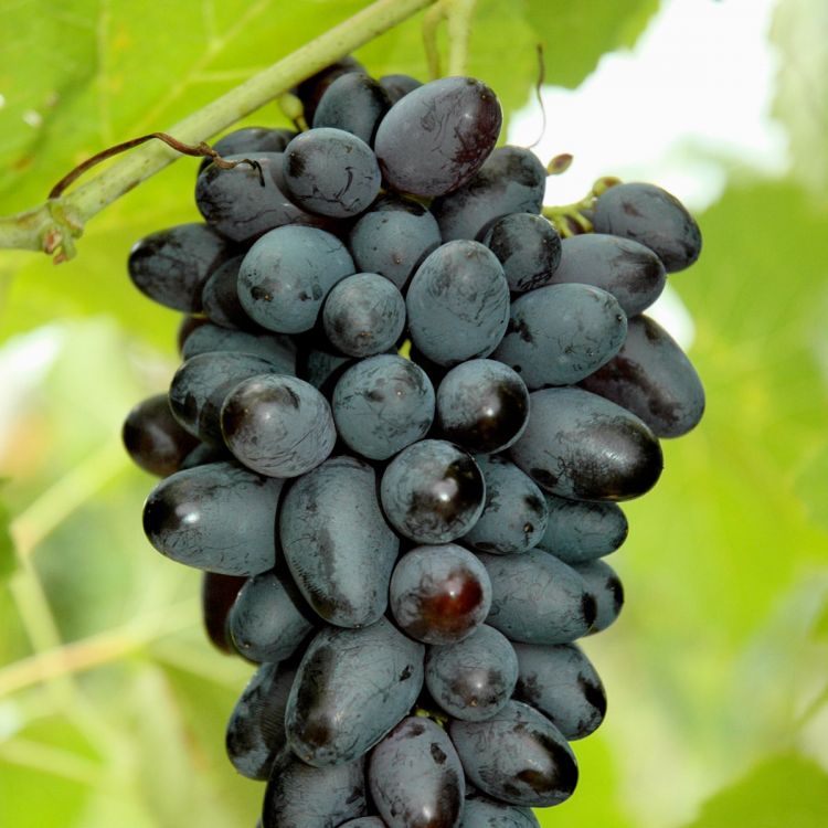 Buy Joy Grapevines