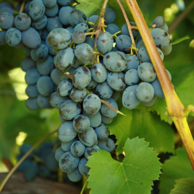 Buy Jupiter Grapevines