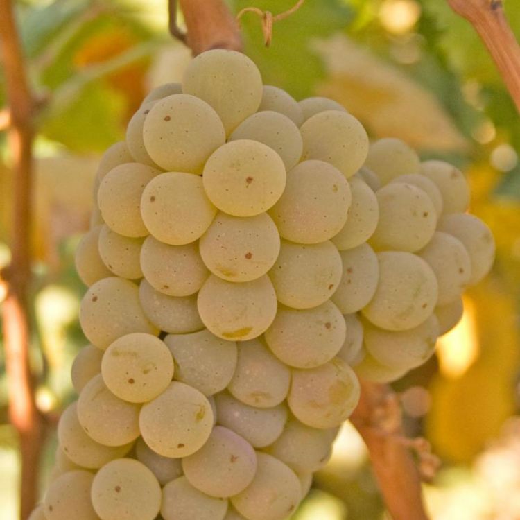 Buy Kerner Grapevines